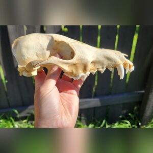 Natural Bone Reptile Decor